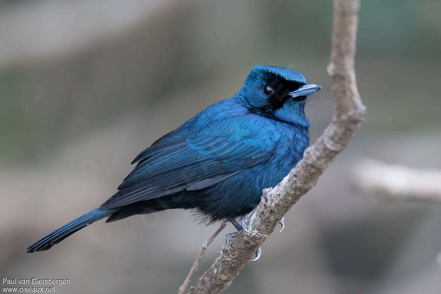 Shining Flycatcher male adult, identification