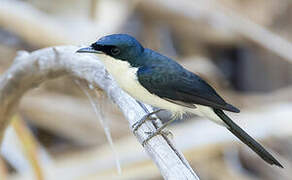 Paperbark Flycatcher