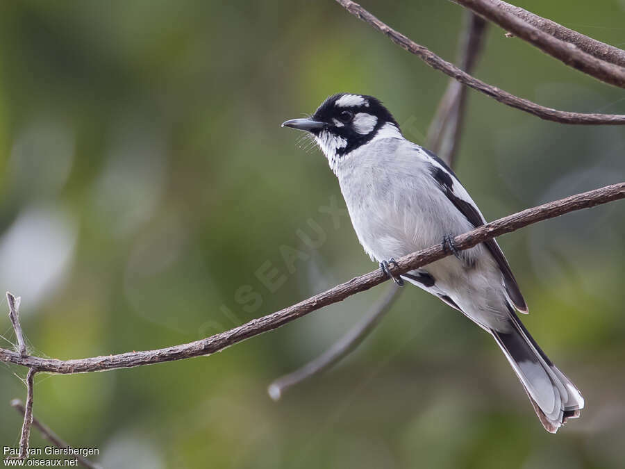 White-eared Monarchadult