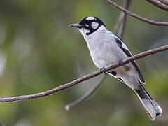 White-eared Monarch