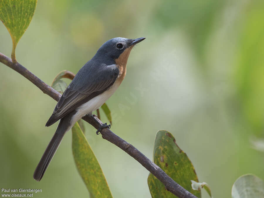 Leaden Flycatcher female adult, identification