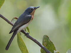 Leaden Flycatcher