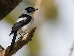 Frill-necked Monarch