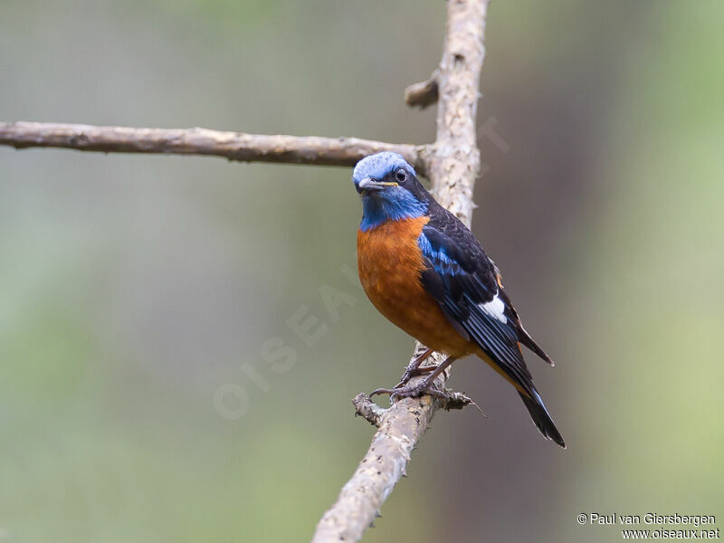 Blue-capped Rock Thrush