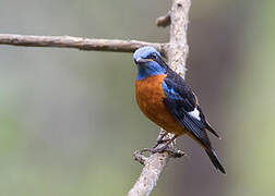 Blue-capped Rock Thrush