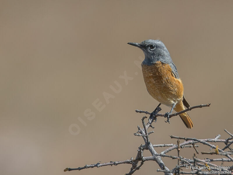 Short-toed Rock Thrush