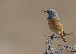 Short-toed Rock Thrush