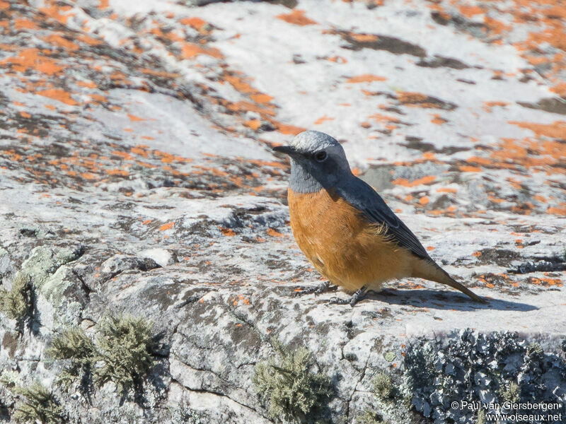 Short-toed Rock Thrush