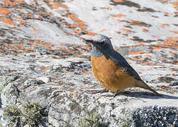 Short-toed Rock Thrush