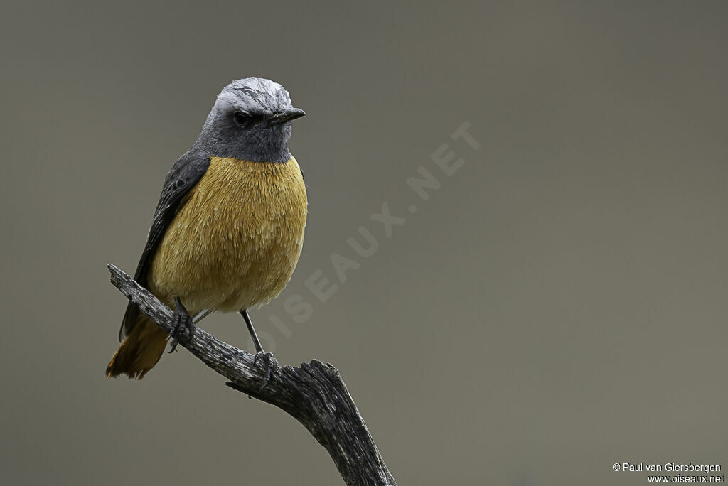 Short-toed Rock Thrush male adult