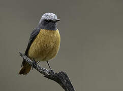 Short-toed Rock Thrush