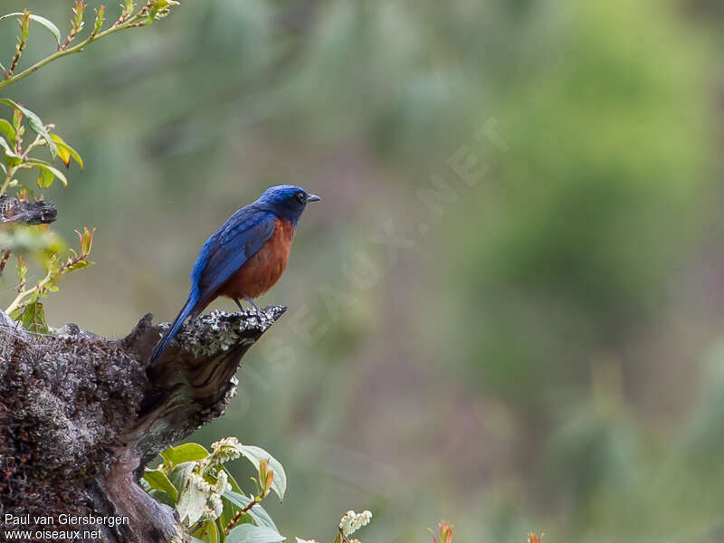 Chestnut-bellied Rock Thrush male adult, pigmentation