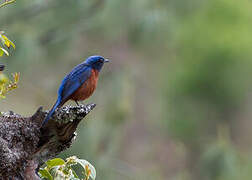 Chestnut-bellied Rock Thrush