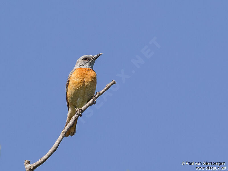 Miombo Rock Thrush