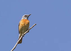 Miombo Rock Thrush