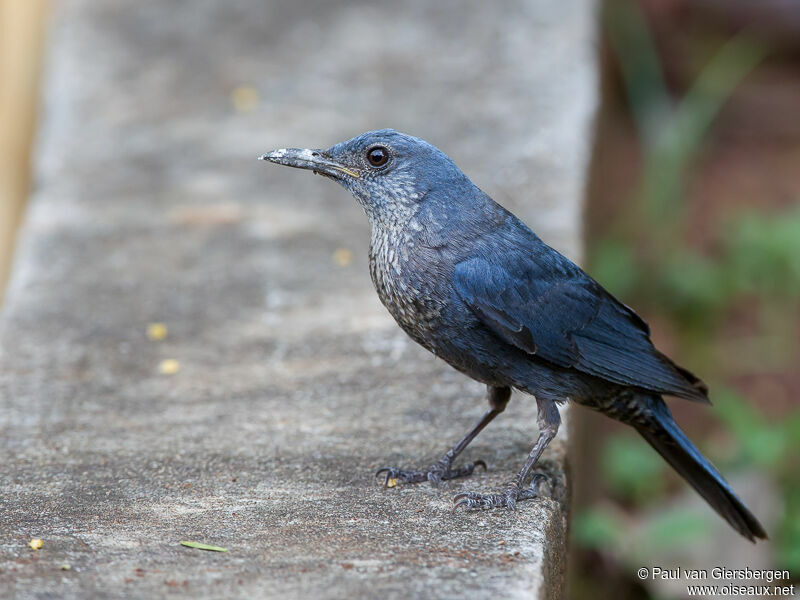 Blue Rock Thrush