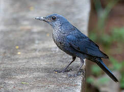 Blue Rock Thrush