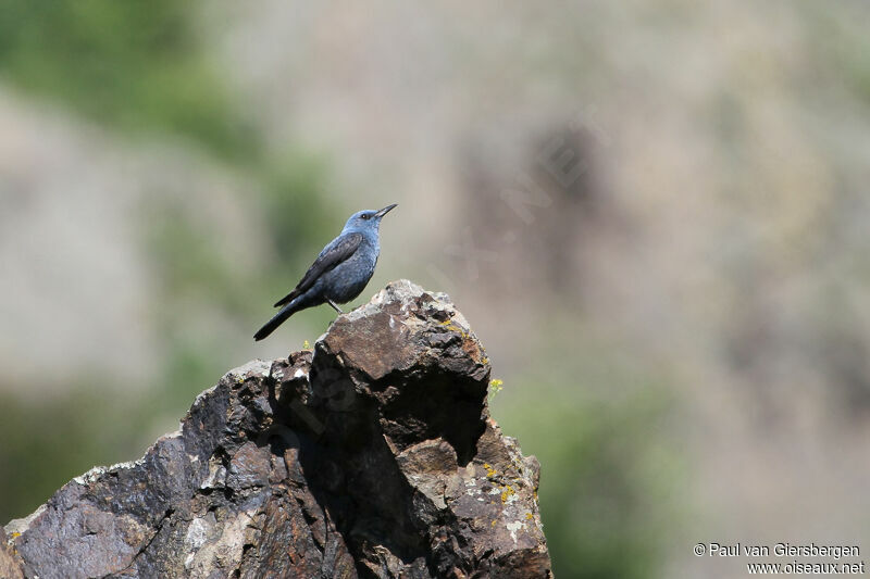 Blue Rock Thrush