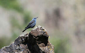 Blue Rock Thrush