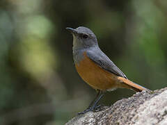 Forest Rock Thrush