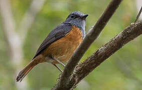 Forest Rock Thrush