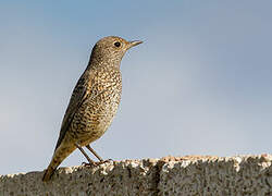 Common Rock Thrush