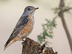 Common Rock Thrush