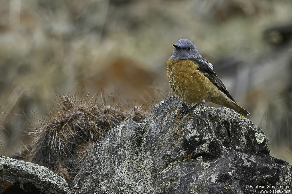 Common Rock Thrush male adult