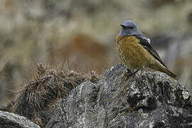 Common Rock Thrush