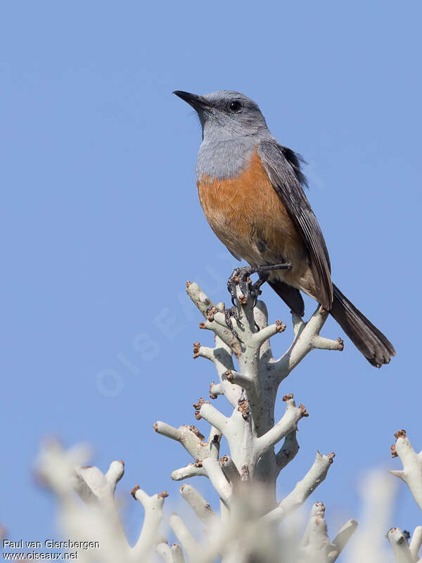 Littoral Rock Thrush male adult breeding, identification