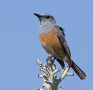 Littoral Rock Thrush