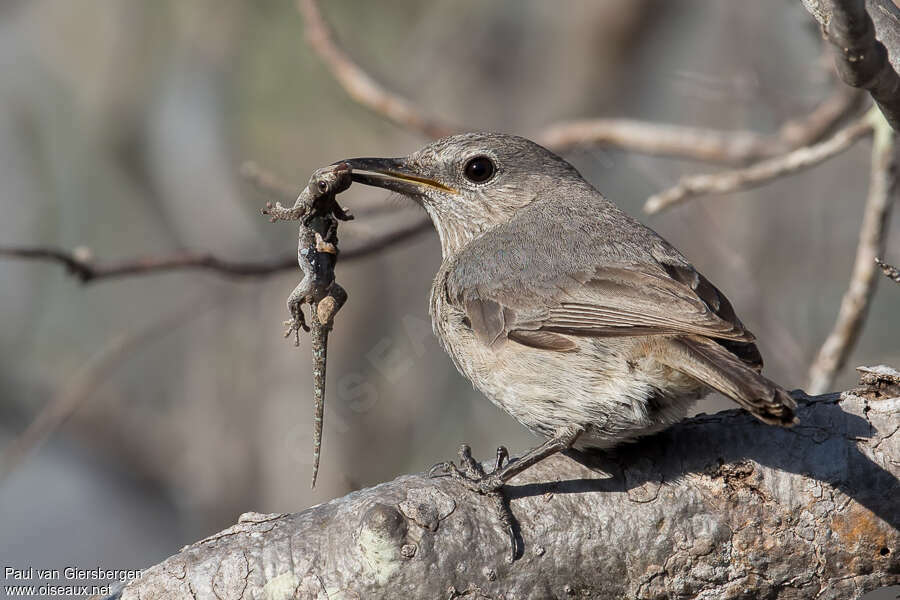 Littoral Rock Thrush female adult, close-up portrait, pigmentation, feeding habits