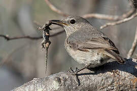 Littoral Rock Thrush