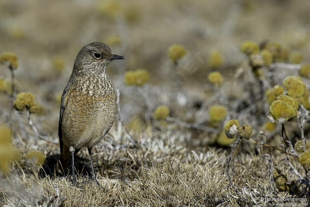 Sentinel Rock Thrush female adult