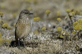 Sentinel Rock Thrush