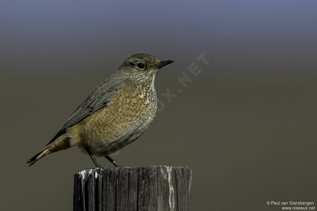 Sentinel Rock Thrush female adult