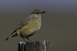 Sentinel Rock Thrush