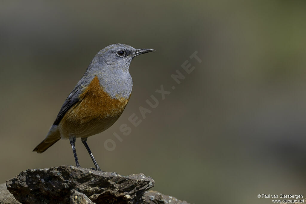 Sentinel Rock Thrush male adult