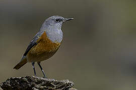 Sentinel Rock Thrush