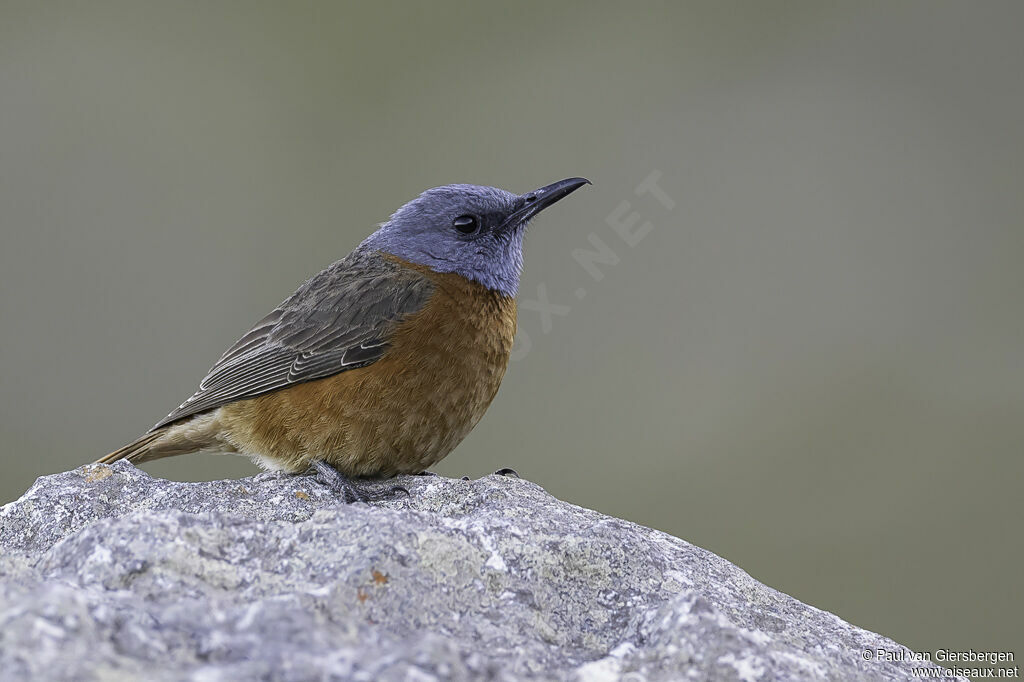 Cape Rock Thrush male adult