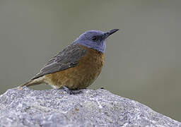 Cape Rock Thrush