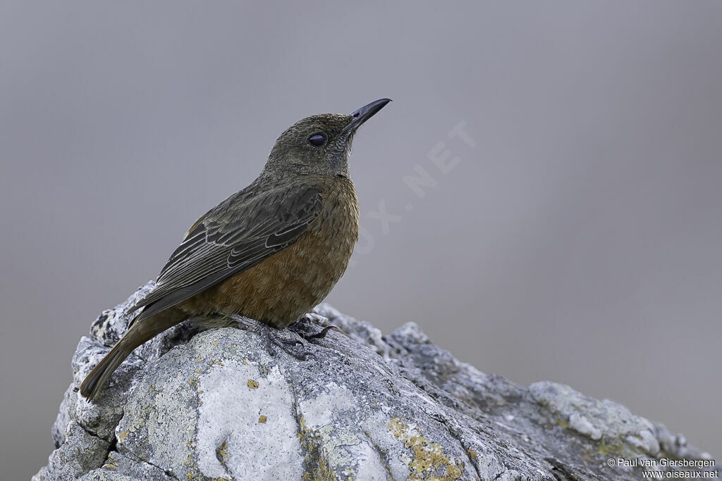 Cape Rock Thrush female adult