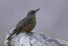 Cape Rock Thrush