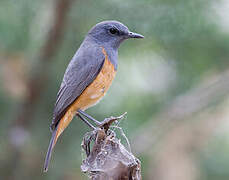 Little Rock Thrush