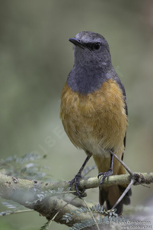 Little Rock Thrush male adult