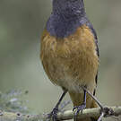 Monticole rougequeue
