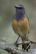 Little Rock Thrush