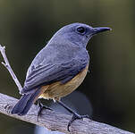 Monticole rougequeue