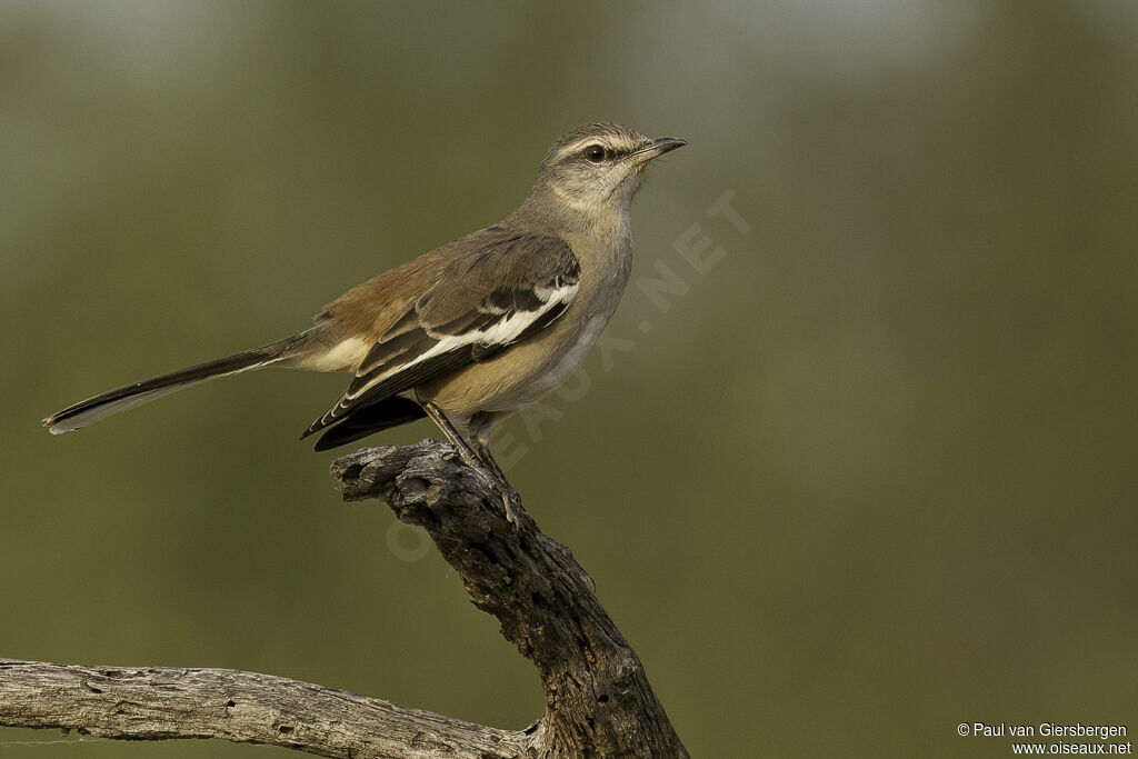 White-banded Mockingbirdadult