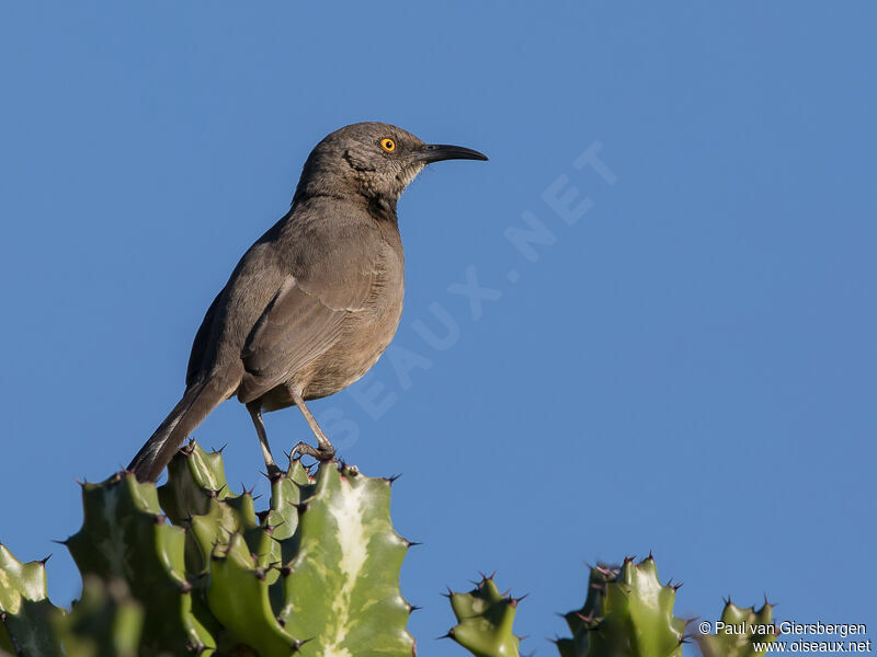 Curve-billed Thrasher